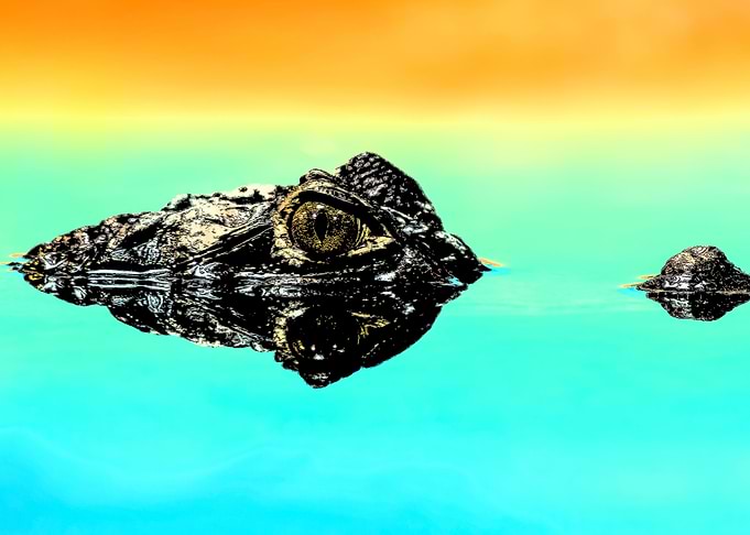 Observant Crocodile