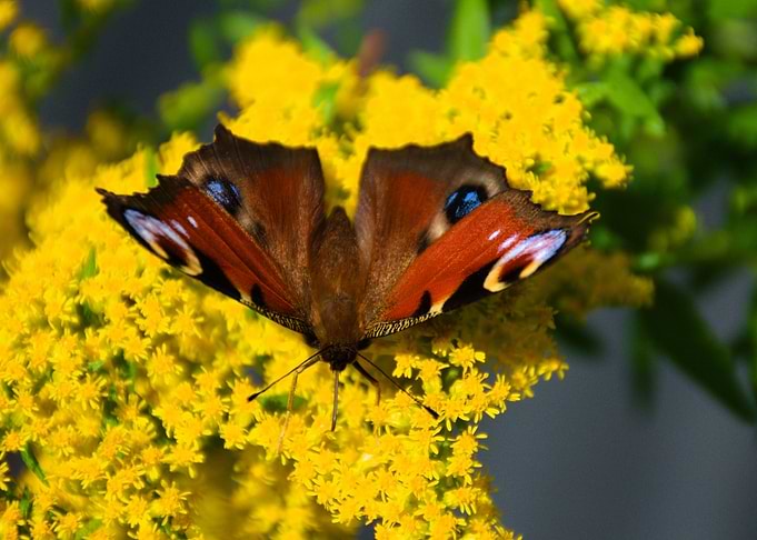 swallowtail butterfly