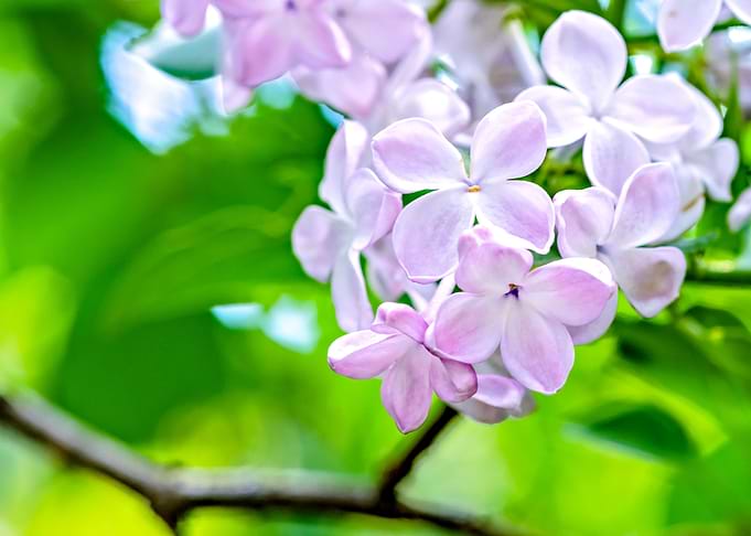 Young Lilac Flower