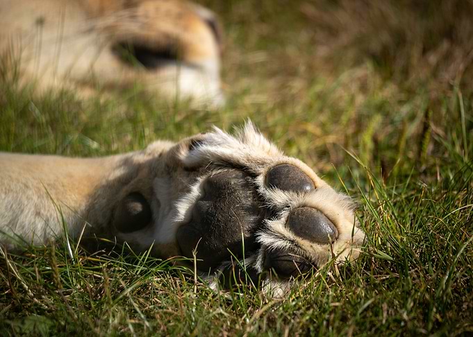The Paw