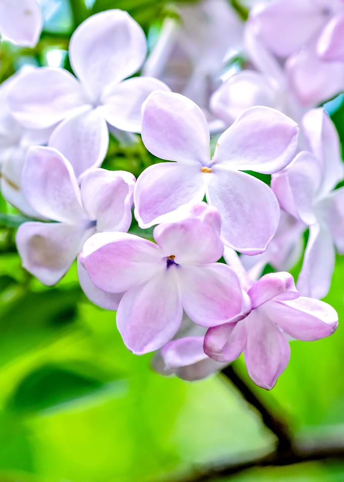 Young Lilac Flowers