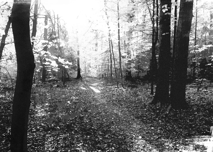 Platinotype forest