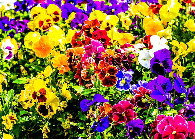 A Carpet Of Pansy Flowers