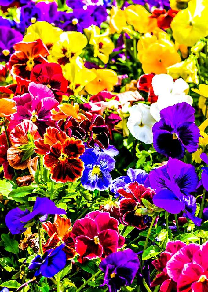 Viola Tricolor Carpet