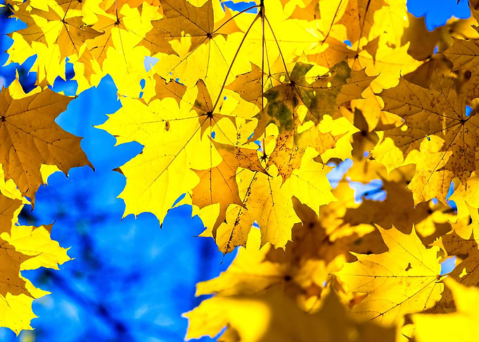 Golden Autumn Maple Leaves