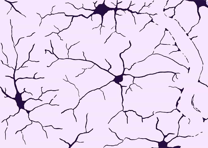 Astrocyte Culture
