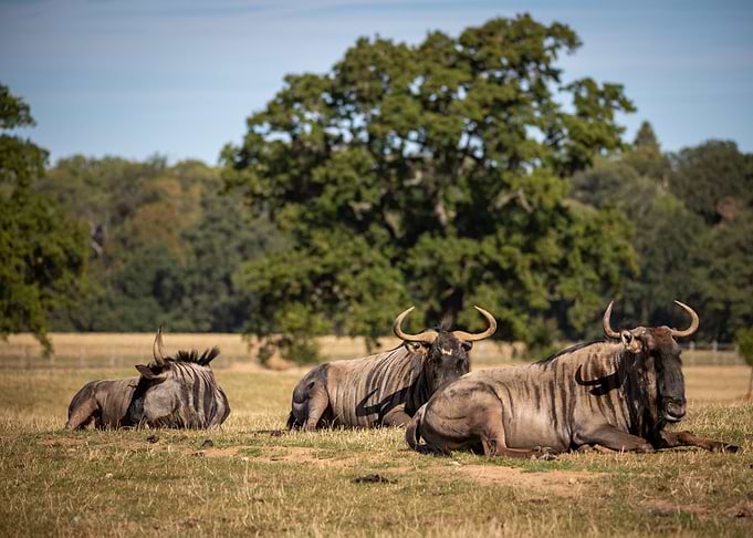 Group Safari