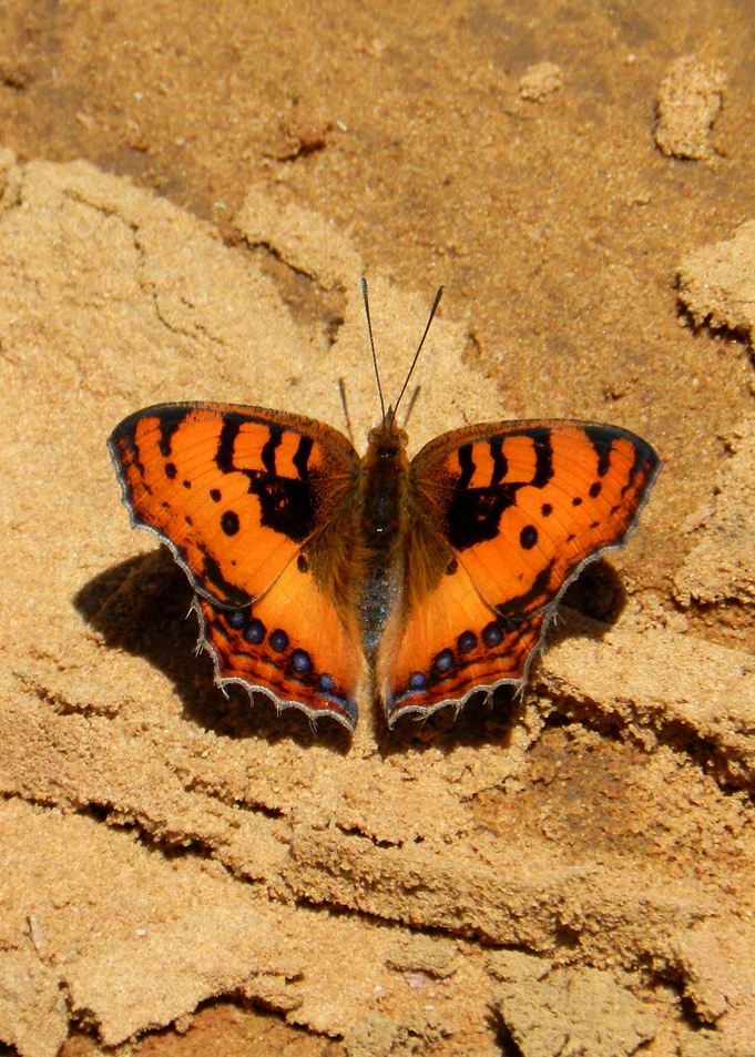 Monarch Butterfly