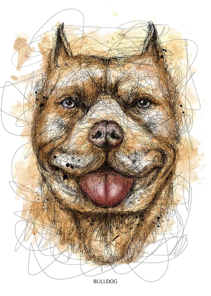 bulldog