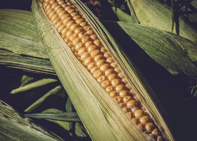 Sweet corn