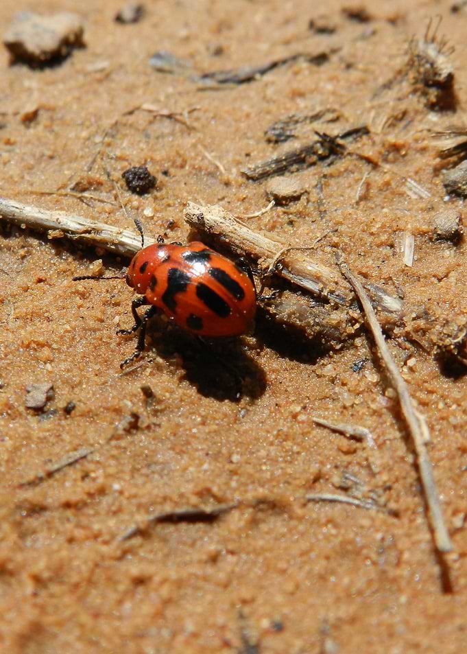 Red and black beetle