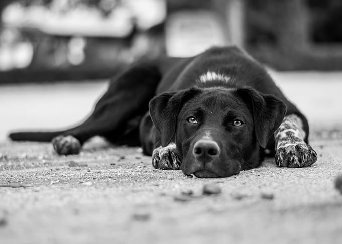Alone dog