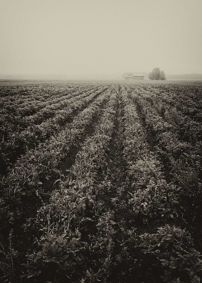 Rows Of Potato