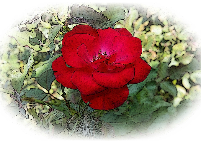A lonely rose