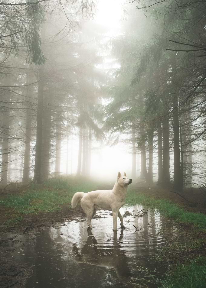 My secret hope