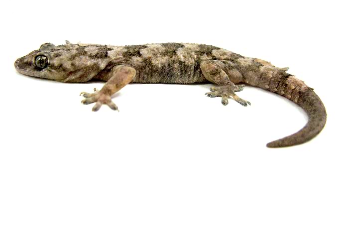 Gecko