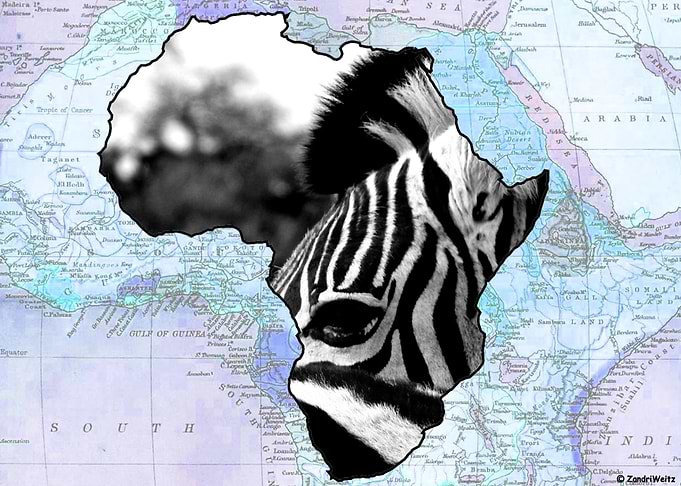 African Zebra