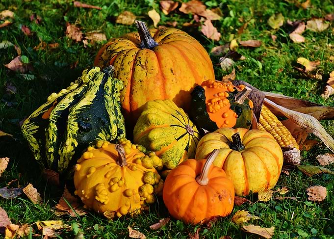 Colorful pumpkins