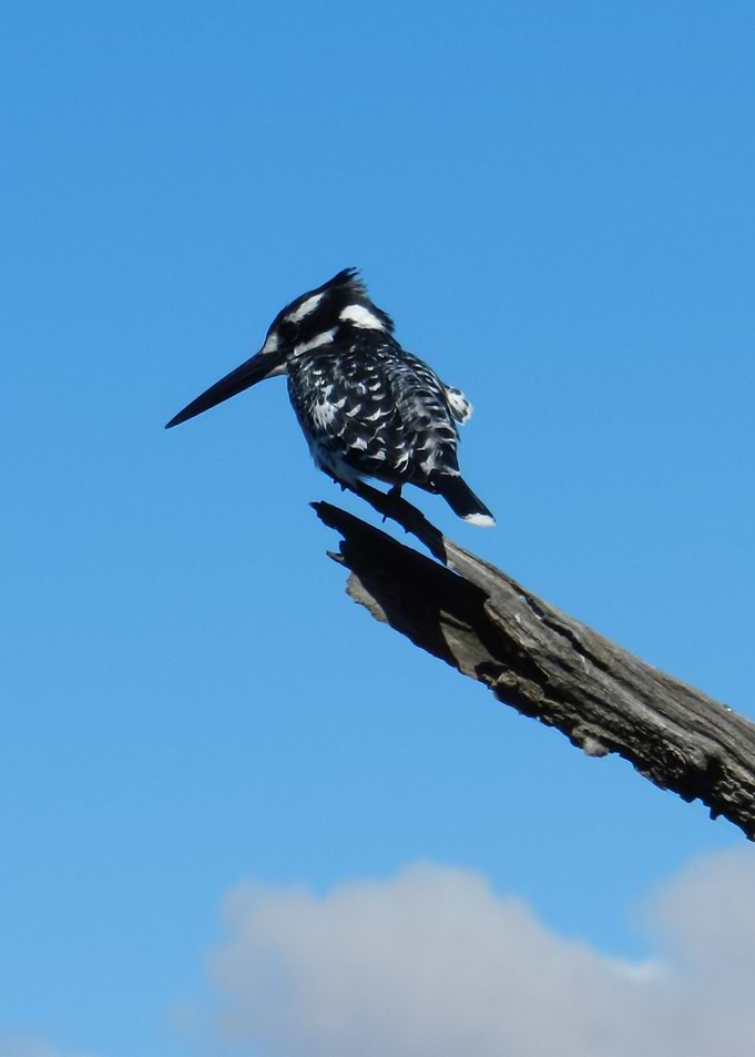 King Fisher Bird