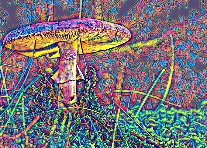Rainbow mushroom