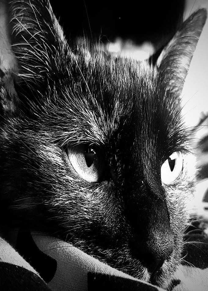 Cat Black and White