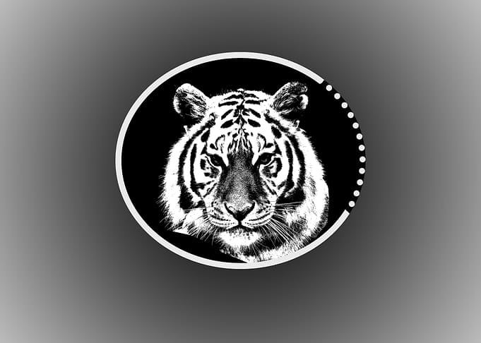 Animal Tiger
