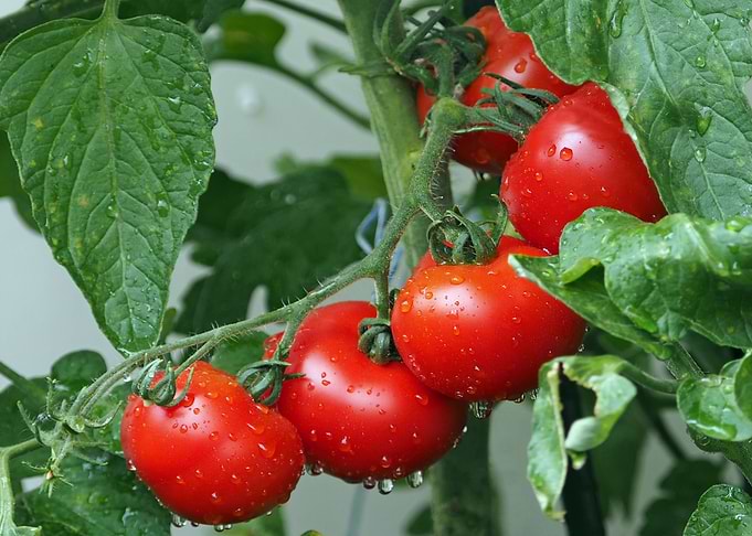 Tomatoes