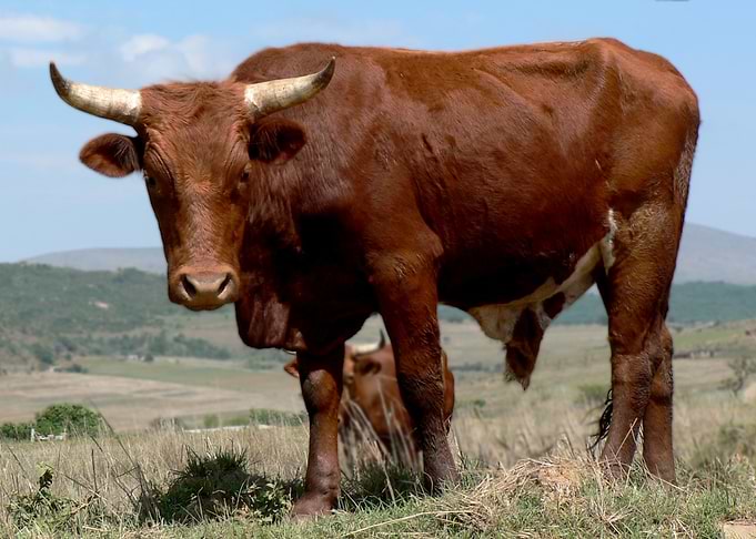 Red Afrikaner bull