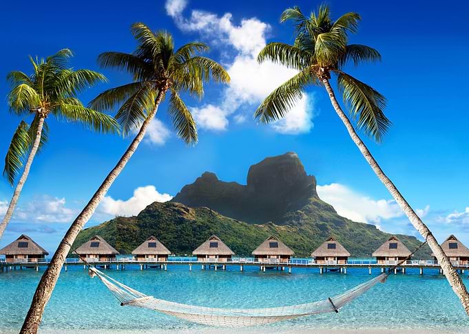 Tropical Coast Palms