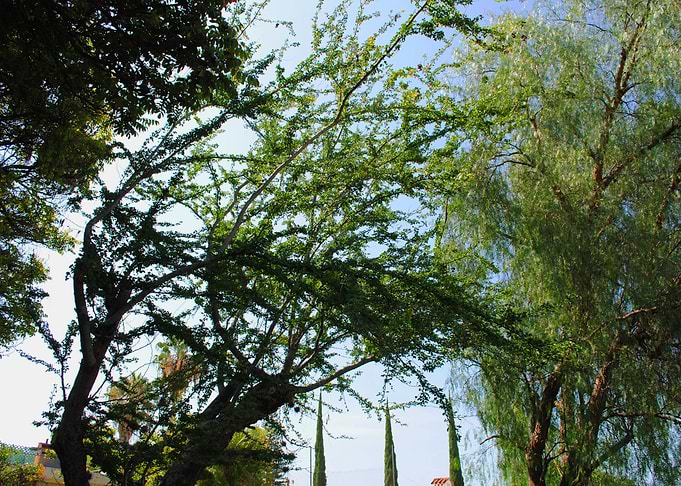 Wind Trees