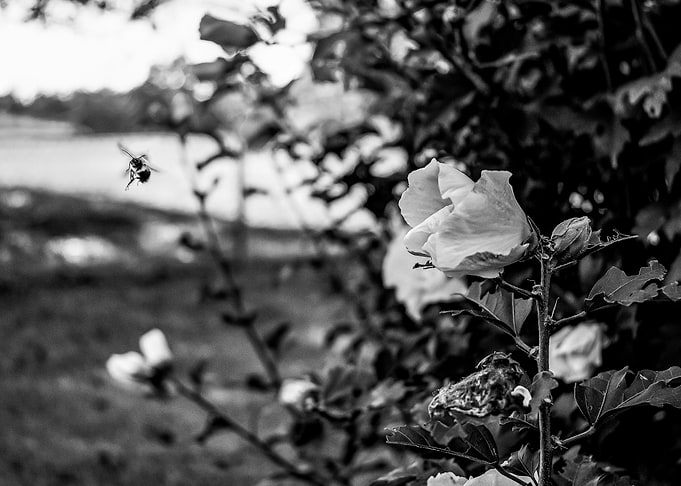 A Bee and a Rose