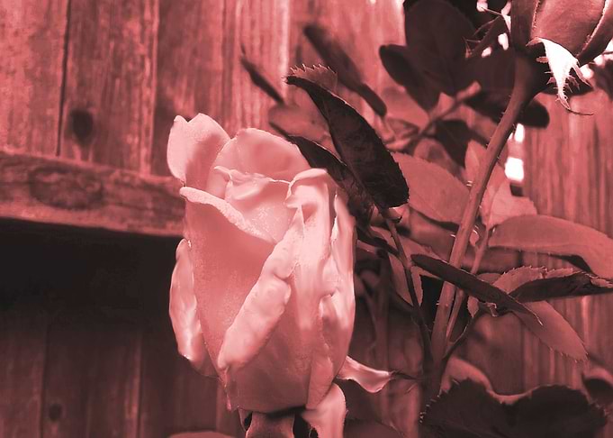 Pink Rosebud
