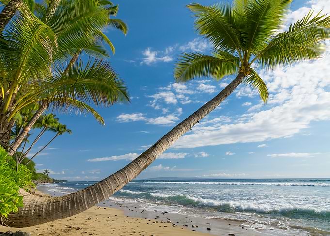 Tropical Paradise