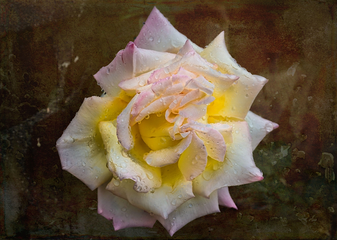 Raindrops on a rose