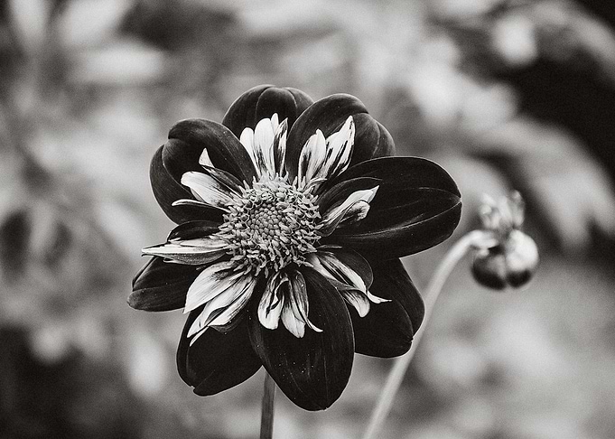 MONOFLOWER