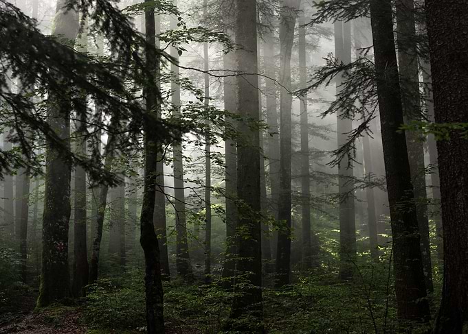 Misty sunlight