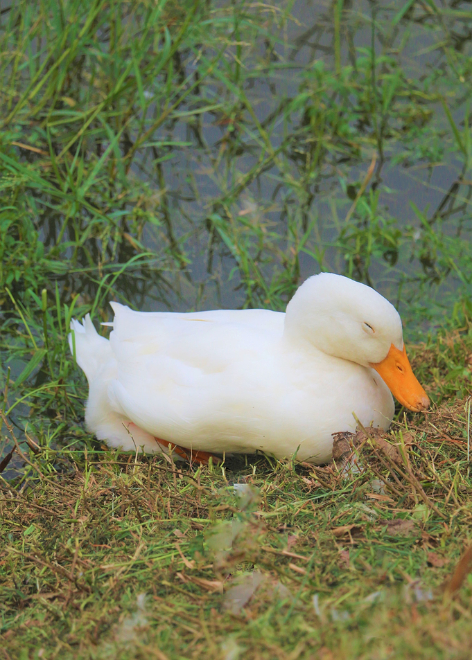 Swan Waiting
