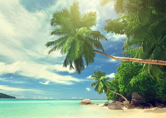 Tropical Paradise