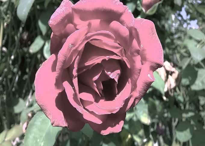 Rose Colored Flowers