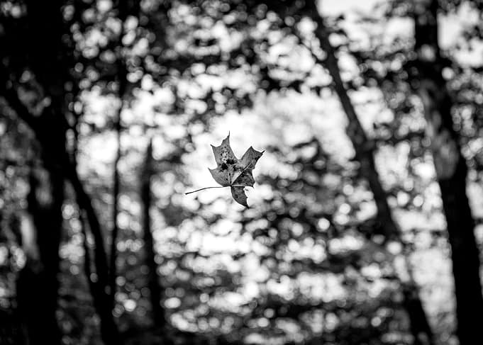 Floating Leaf