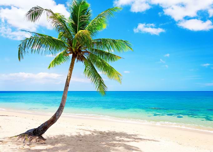 Tropical Coast Palm