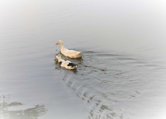 Swans in the lake