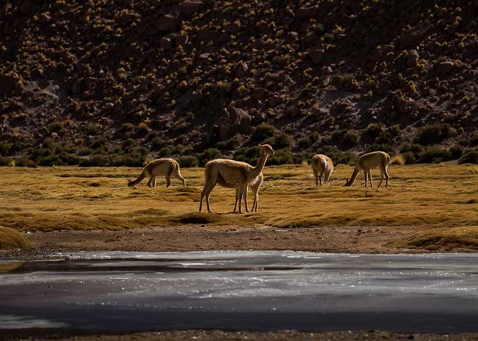 A Vicuna nursing
