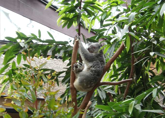 Koala