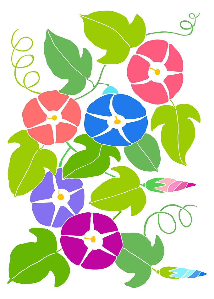 Morning Glory