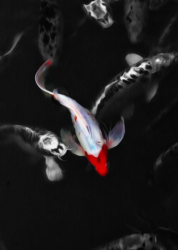 Koi Water