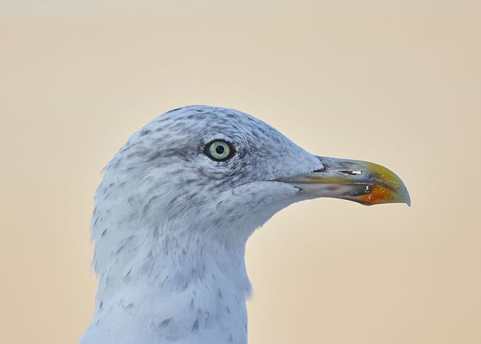 Seagull