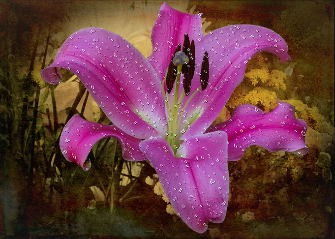 Drops on lily flower