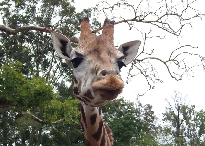 Giraffe