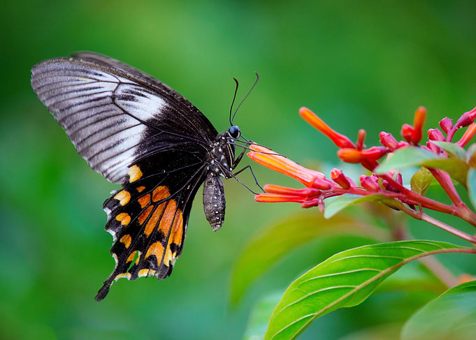Common Mormon Butterfly